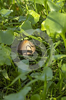 Small brown mushroom grows from between green plants in the sun