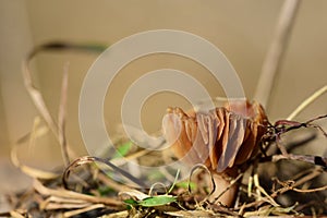 A small brown mushroom with lamellae grows from dry grass in Bavaria in winter