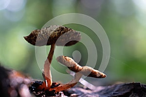 small brown mushroom in the moss photo