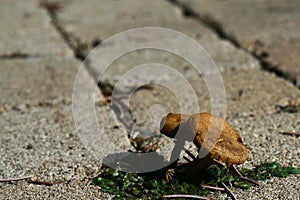 Small brown mushrooms growing on stone pavement