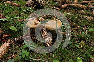 Small brown mushrooms between strobiles