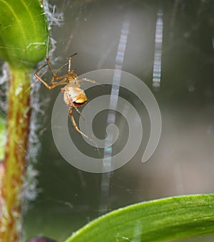 Small Brown Orb Weaver Spider