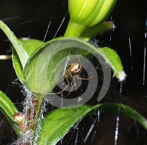 Small Brown Orb Weaver Spider