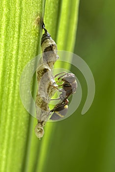 Small brown paper wasp building larvae cells