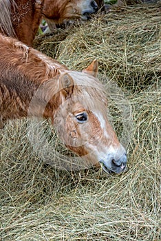 Small brown pony eats hay in the pasture