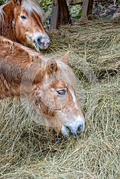 Small brown pony eats hay in the pasture