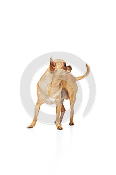 Small brown purebred dog standing looking away with perked up ears against white studio background.