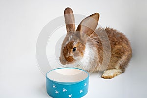 A small brown rabbit with white spots is eating dandelion leaves on the windowsill. Easter celebration, Easter bunny. A