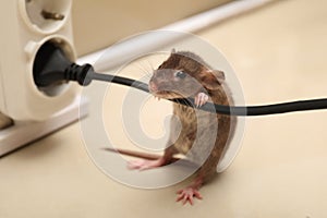 Small brown rat with electric wire near socket on floor