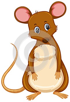 Small brown rat white background