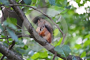 A small brown-red squirrel on a tree branch