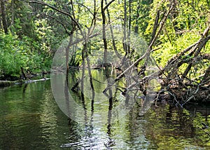 A small brown river, trees fall into the water, low river calm,.summer forest river reflection landscape