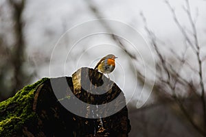 Small brown Robin is perched atop a gnarled, weathered tree stump in a lush forest setting