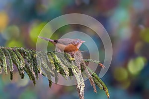 Small brown rufous chatterer perched atop a tall, evergreen fir tree, enjoying the sunny day