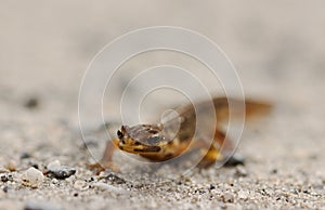 Small brown salamander