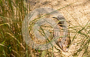 Small brown sandpiper water bird sitting on nest