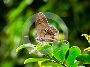 Small brown satyr butterfly 2