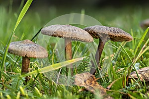 Small brown slimy lamellar mushrooms on the lawn