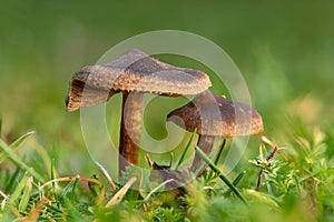 Small brown slimy lamellar mushrooms on the lawn