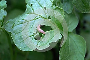 A small brown slug eats the leaves of the plant.