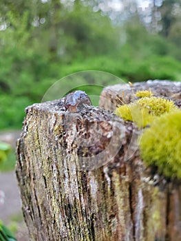 Small Brown Slug on a Cedar Post with Moss 3