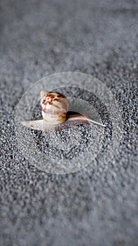 Small brown snail on the cement wall