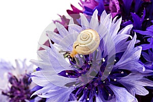 Small brown snail and cornflower, Animal Shell. spase for text