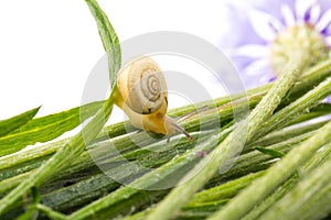 Small brown snail and cornflower on white background. Animal Shell