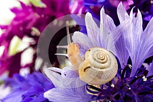 Small brown snail and cornflower on white background. Animal Shell