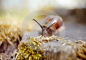 Small brown snail crawling