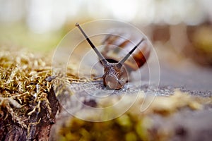 Small brown snail crawling and moss