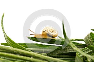 Small brown snail and green grass, on white background. Animal Shell