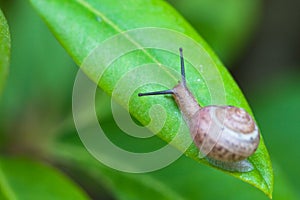 Small brown snail on green leaf