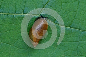 A small brown snail on a green leaf