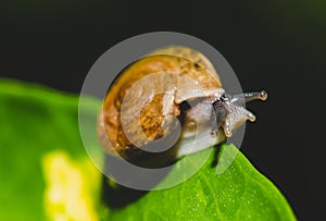 Small brown snail on green leaf