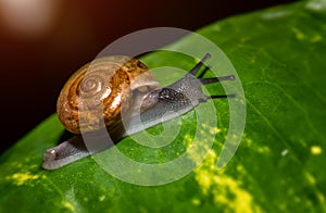 Small brown snail on green leaf