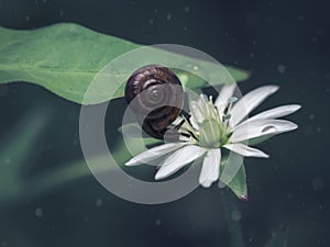A small brown snail on a green leaf slides on a white flower. Dark background.