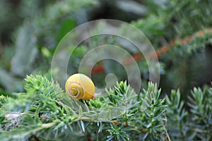 Small brown snail on a leaf