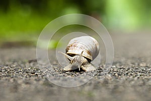 Small brown snail over blurred background.