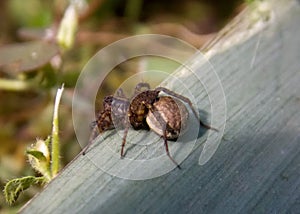 small brown spider with its brood