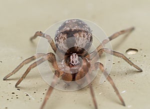 Small Brown Spider With Large Palpus photo