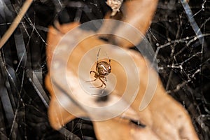 Small brown spider close up