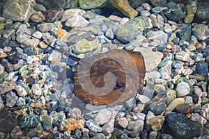 Small brown stingray swims in shallow water