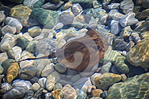 Small brown stingray swims in shallow water in clear sea water in summer