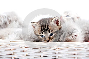 Small brown striped fluffy blue-eyed kitten sitting among other cute grey kitties in white wicker basket while posing