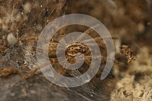 Small brown tarantula