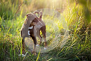 A small brown terrier dog walks with a collar in the grass and in the summer sunlight. Dog in nature, Jack Russell terrier