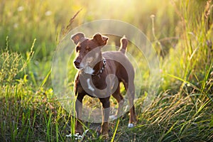 A small brown terrier dog walks with a collar in the grass and in the summer sunlight. Dog in nature, Jack Russell terrier