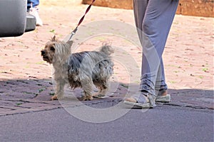 Small brown terrier getting walked on a leash