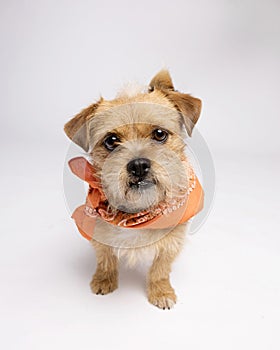 Small brown terrier mixed breed mutt leans  in and stares in to the camera in an orange bandana